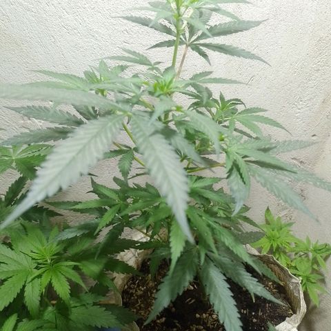Hulkberry growlog timeline photo