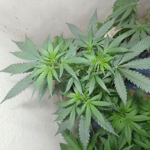 Hulkberry growlog timeline photo