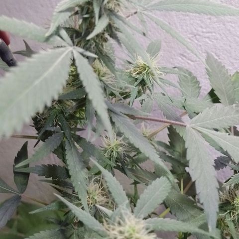 Hulkberry growlog photo: Florando 
