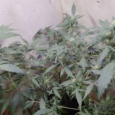 Hulkberry growlog photo: Florando 