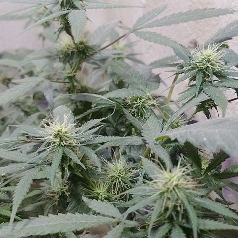 Hulkberry growlog photo: Florando 