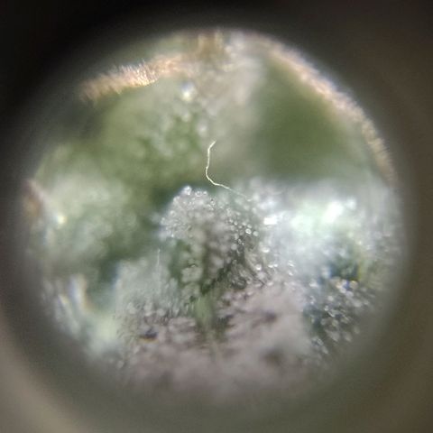 Hulkberry growlog timeline photo