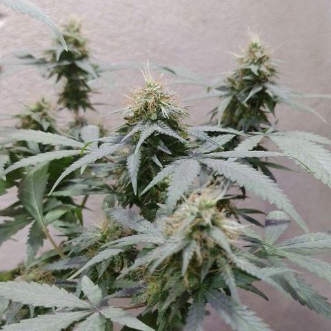 Hulkberry growlog timeline photo