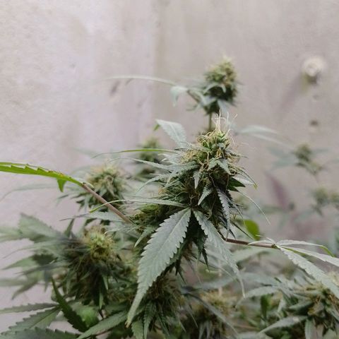 Hulkberry growlog timeline photo
