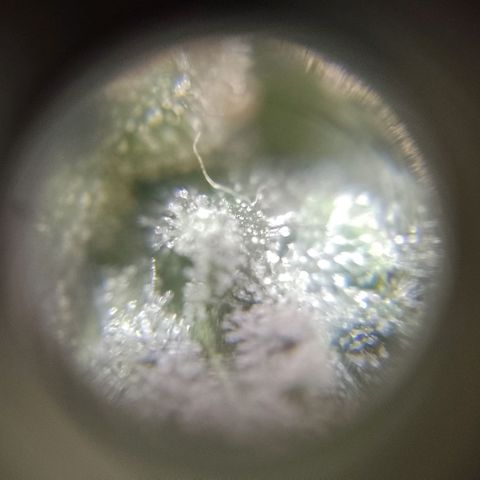 Hulkberry growlog timeline photo