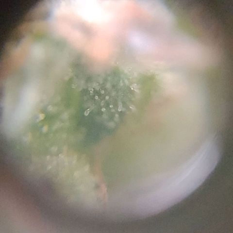 Hulkberry growlog timeline photo