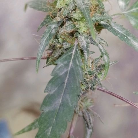 Hulkberry growlog timeline photo
