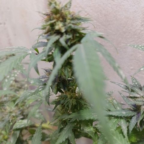 Hulkberry growlog timeline photo