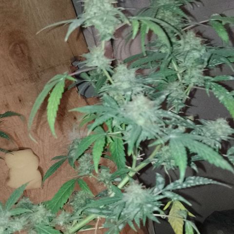 Hulkberry growlog timeline photo