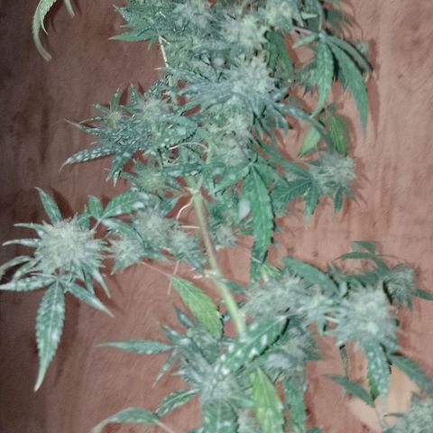 Hulkberry growlog timeline photo