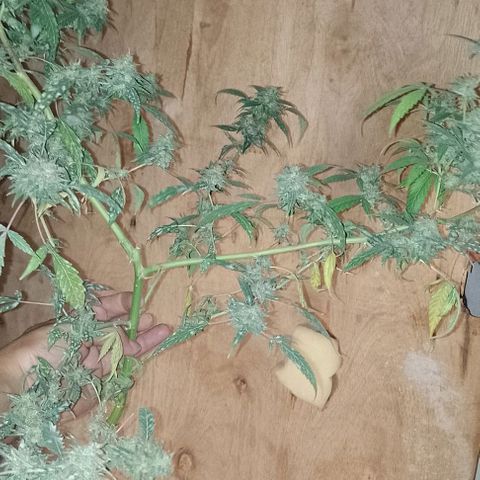 Hulkberry growlog timeline photo