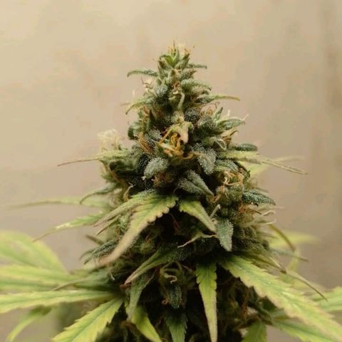 Delicious Candy Fast Version growlog timeline photo