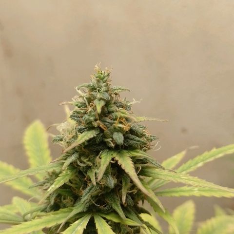 Delicious Candy Fast Version growlog timeline photo