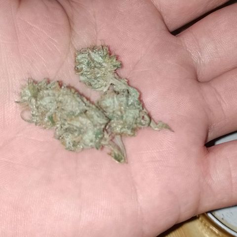 Delicious Candy Fast Version growlog timeline photo
