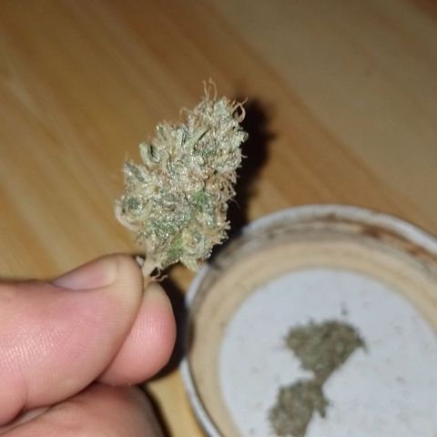 Delicious Candy Fast Version growlog timeline photo