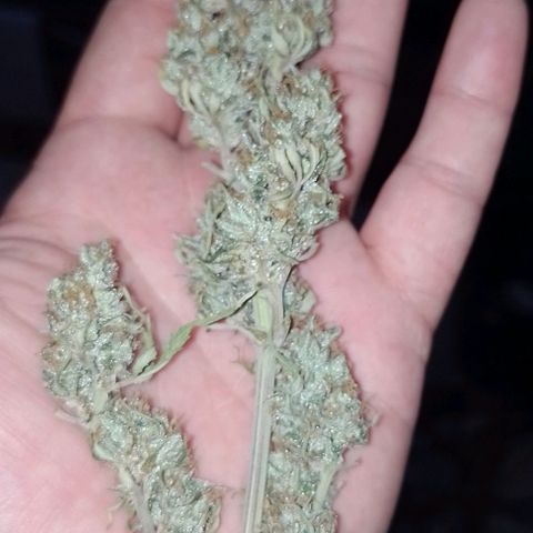 Delicious Candy Fast Version growlog timeline photo