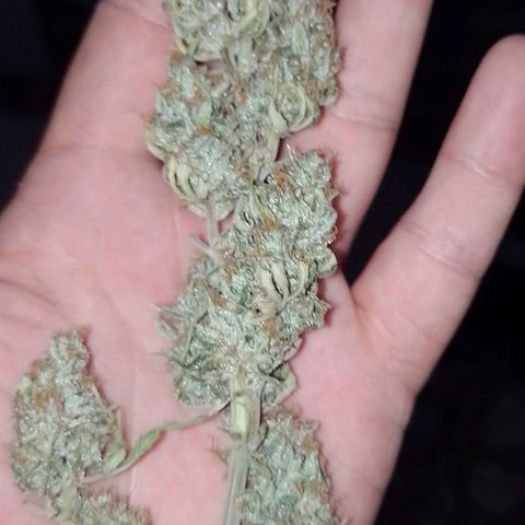 Delicious Candy Fast Version growlog timeline photo