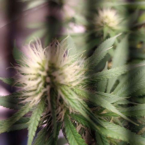 02 growlog timeline photo