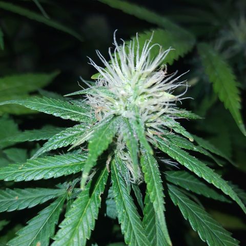 02 growlog timeline photo
