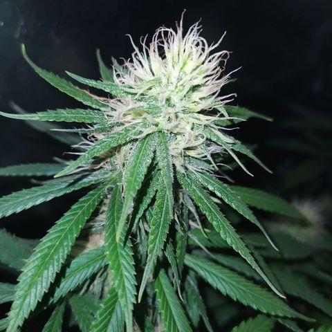 02 growlog timeline photo