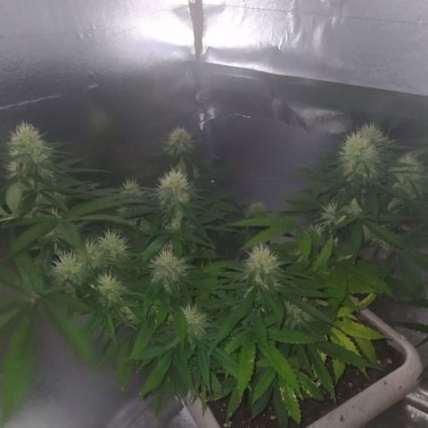 02 growlog timeline photo