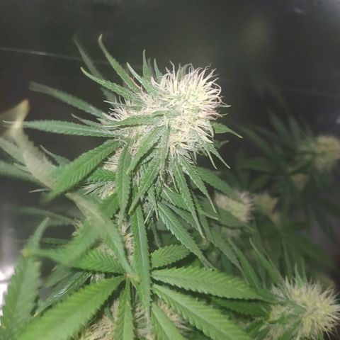 02 growlog timeline photo