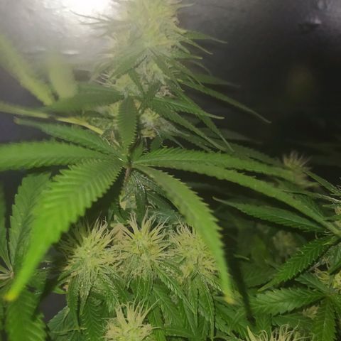 02 growlog timeline photo