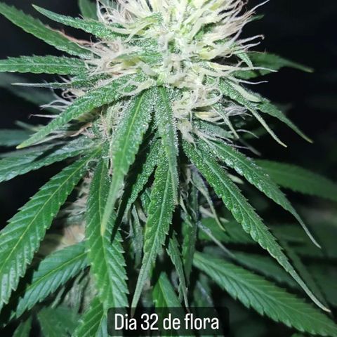 02 growlog timeline photo
