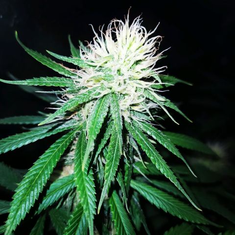 02 growlog timeline photo