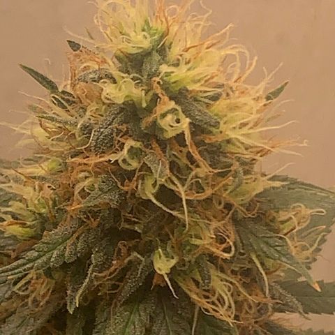 02 growlog timeline photo