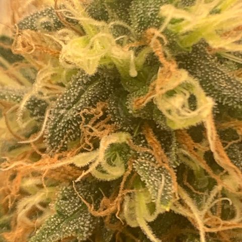 02 growlog timeline photo