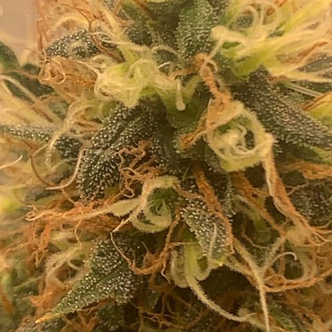 02 growlog timeline photo