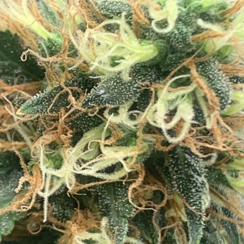 02 growlog timeline photo