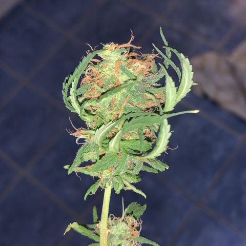 02 growlog timeline photo