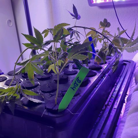 Vanilla Cream Pie growlog photo: The present Run
