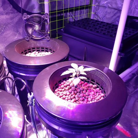 Vanilla Cream Pie growlog photo: The present Run