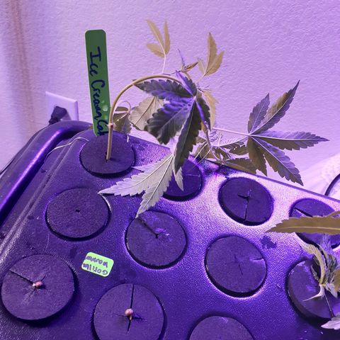 Vanilla Cream Pie growlog photo: The present Run
