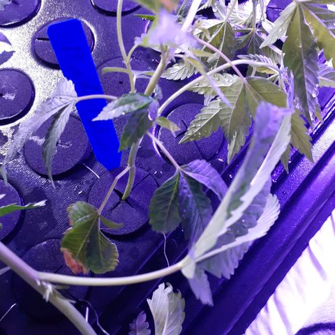 Vanilla Cream Pie growlog photo: The present Run