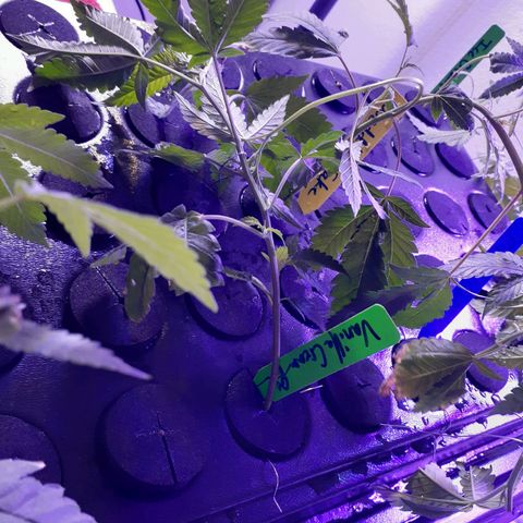Vanilla Cream Pie growlog photo: The present Run