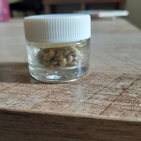 Vanilla Cream Pie growlog photo: The present Run