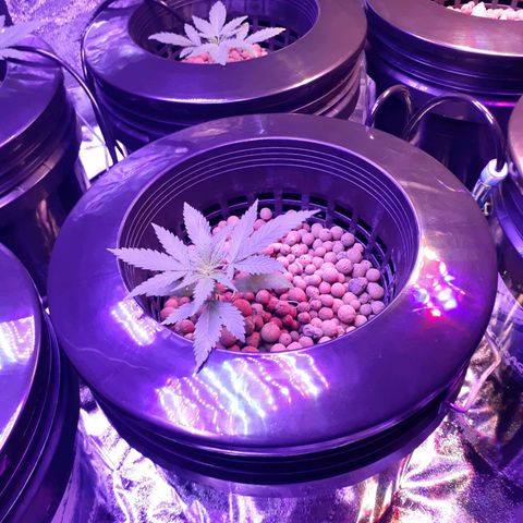Vanilla Cream Pie growlog photo: The present Run