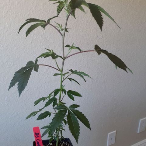 Vanilla Cream Pie growlog photo: New strains 
#GrandDaddyPurple
#GirlScoutCookies
#Exotics
#Genetics
Phen-0-Hunting