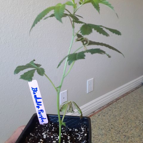 Vanilla Cream Pie growlog photo: New strains 
#GrandDaddyPurple
#GirlScoutCookies
#Exotics
#Genetics
Phen-0-Hunting