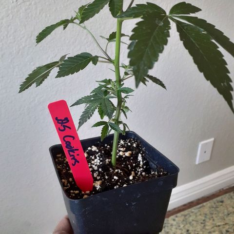 Vanilla Cream Pie growlog photo: New strains 
#GrandDaddyPurple
#GirlScoutCookies
#Exotics
#Genetics
Phen-0-Hunting
