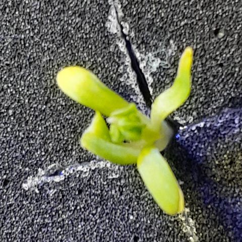 Vanilla Cream Pie growlog photo: Cannabis or Naw?