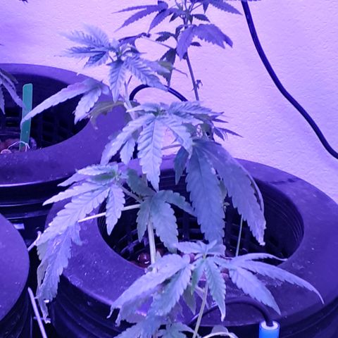 Vanilla Cream Pie growlog photo: Transplanting, Tiedown(scrogg)
Add Co², Foliar feed more effectively.