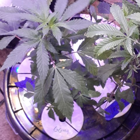 Vanilla Cream Pie growlog photo: Transplanting, Tiedown(scrogg)
Add Co², Foliar feed more effectively.