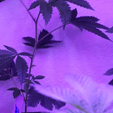 Vanilla Cream Pie growlog photo: Transplanting, Tiedown(scrogg)
Add Co², Foliar feed more effectively.