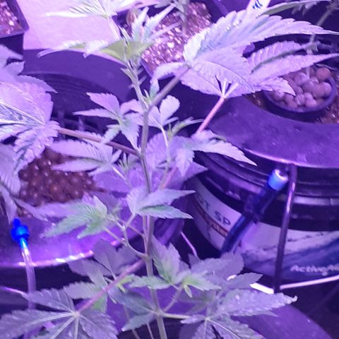 Vanilla Cream Pie growlog photo: Transplanting, Tiedown(scrogg)
Add Co², Foliar feed more effectively.