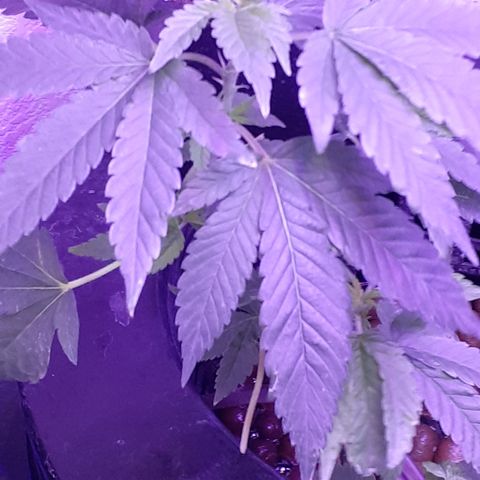 Vanilla Cream Pie growlog photo: Transplanting, Tiedown(scrogg)
Add Co², Foliar feed more effectively.